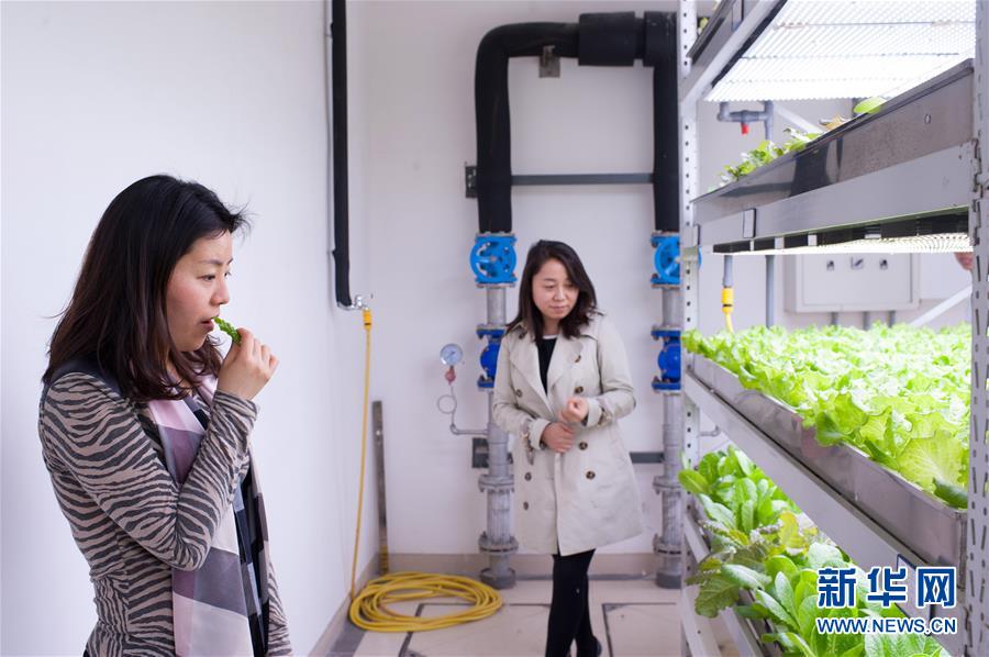 #（图片故事）（5）北京闹市区的“植物工场”