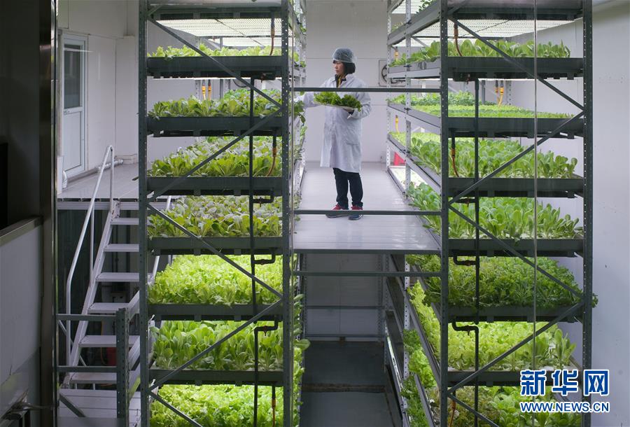 #（图片故事）（2）北京闹市区的“植物工场”