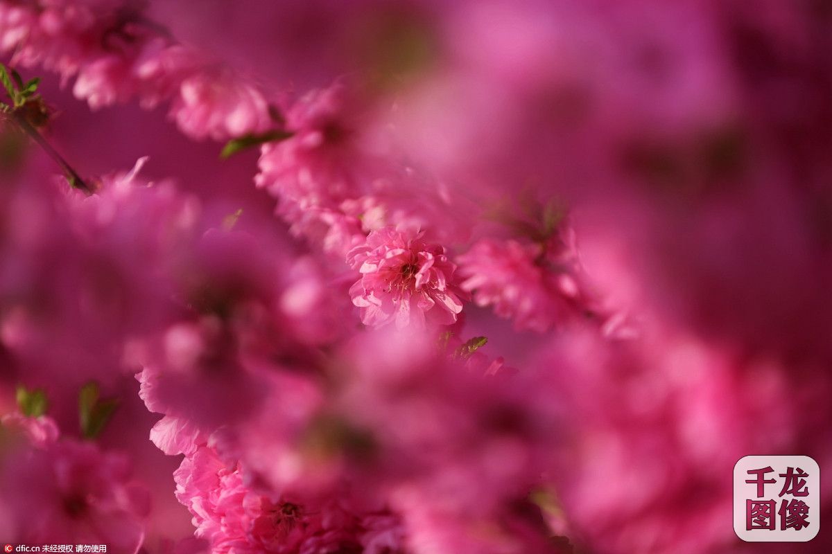 河北承德榆叶梅开放 香味悠淡沁人心脾