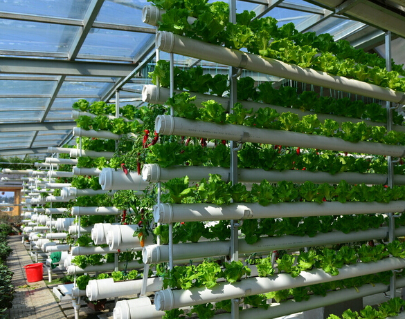 河北加快建环京津都市现代农业圈 促协同发展