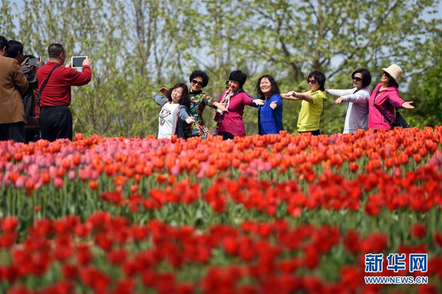 （春季美丽生态）（4）徜徉花海