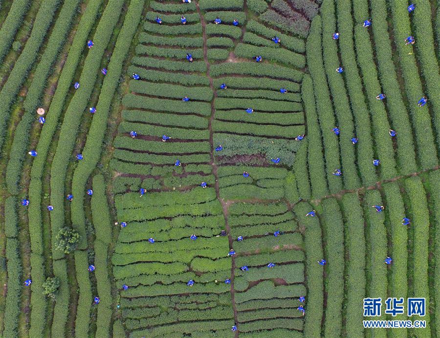 （美丽中国）（2）飞阅广西——红土地上的农业奇观