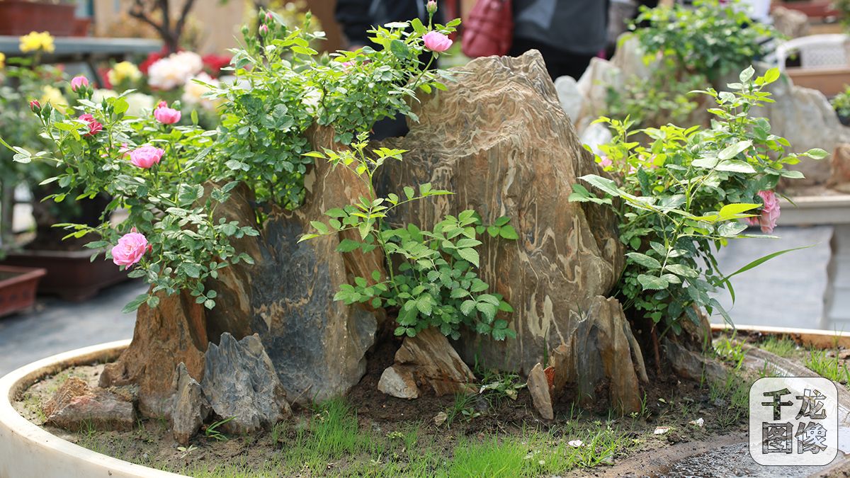 伊丽莎白女王携众花神亮相世界月季洲际大