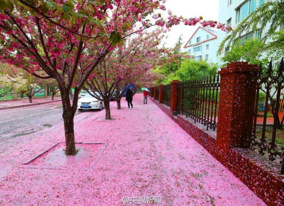 8级阵风袭击大连 风雨过后地面铺满樱花
