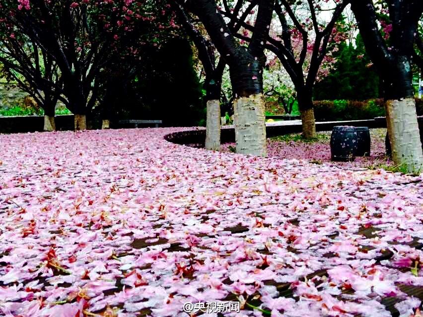 8级阵风袭击大连 风雨过后地面铺满樱花