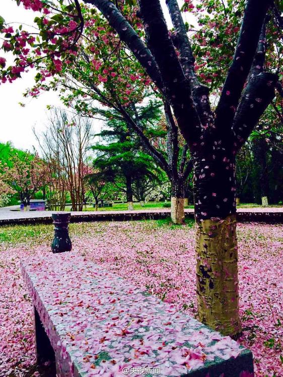 8级阵风袭击大连 风雨过后地面铺满樱花