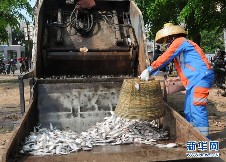 （生态）（3）海口红城湖打捞35吨死青鳞鱼 