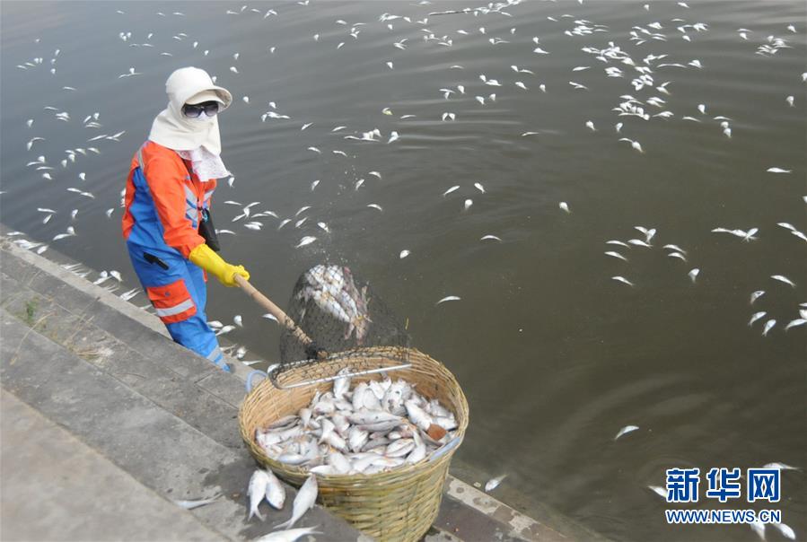 （生态）（4）海口红城湖打捞35吨死青鳞鱼