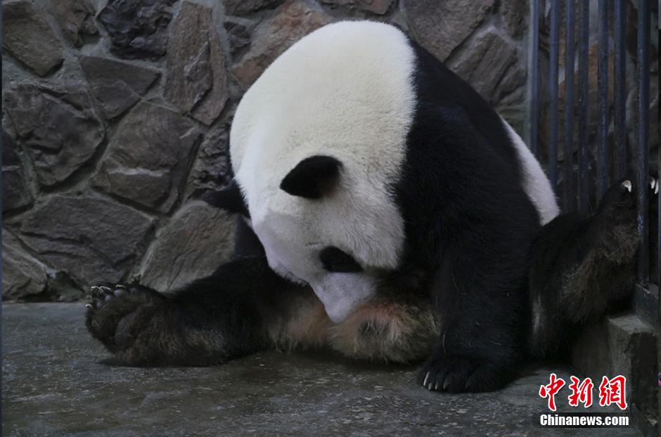 大熊猫“爱浜”产下雄性宝宝 数十万网友共同见证