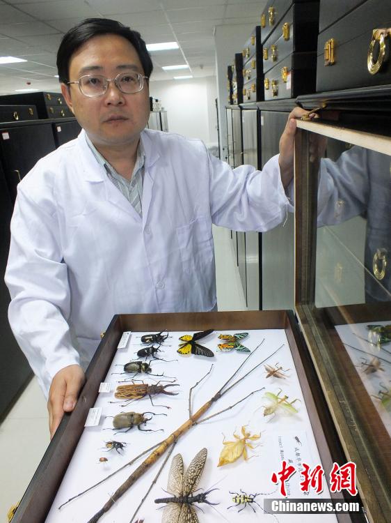 中国发现世界最长昆虫新物种 足全长超60厘米
