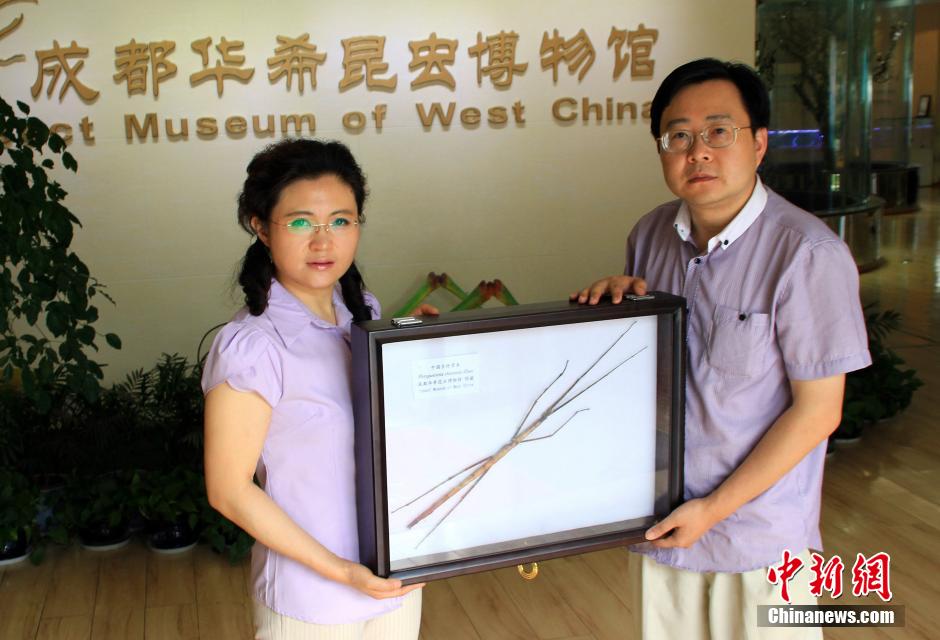 中国发现世界最长昆虫新物种 足全长超60厘米