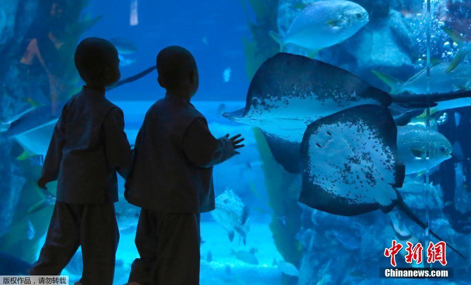 韩国庆祝佛诞节 小沙弥前往水族馆游玩