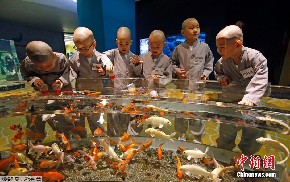 韩国庆祝佛诞节 小沙弥前往水族馆游玩