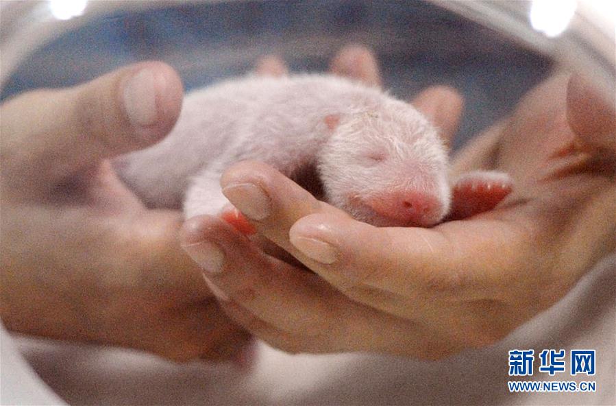 (社会)(1)成都大熊猫“爱浜”幼仔死因不明 疑属罕见病例