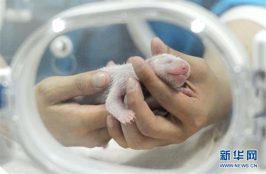 (社会)(3)成都大熊猫“爱浜”幼仔死因不明 疑属罕见病例