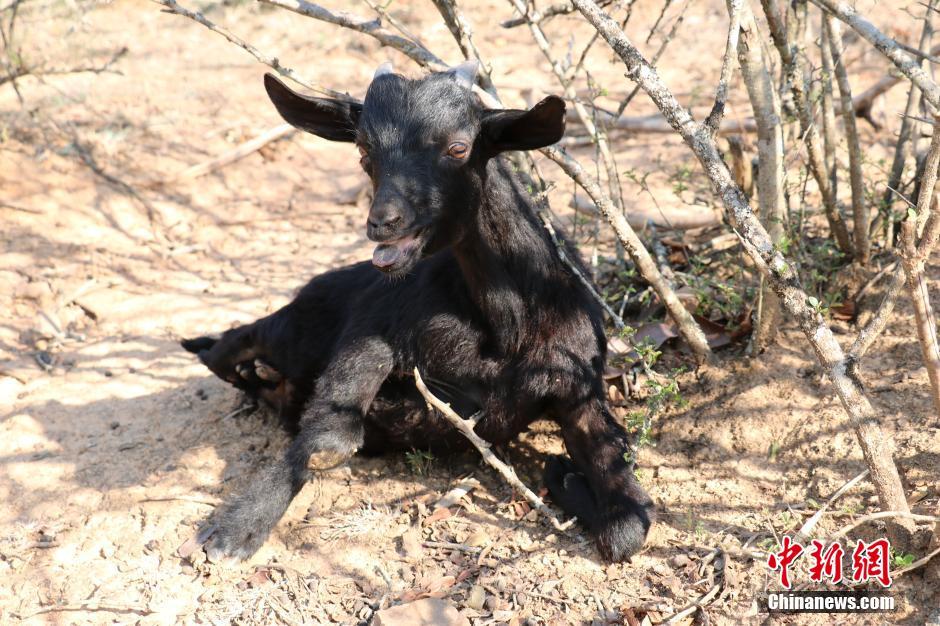 云南两条腿走路“羊坚强”成“村红”
