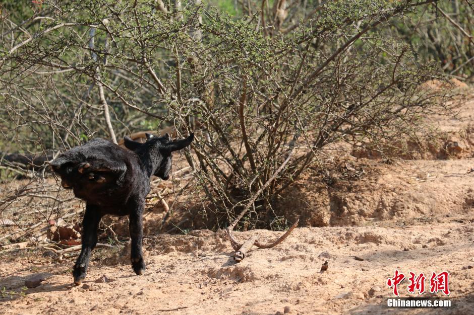 云南两条腿走路“羊坚强”成“村红”