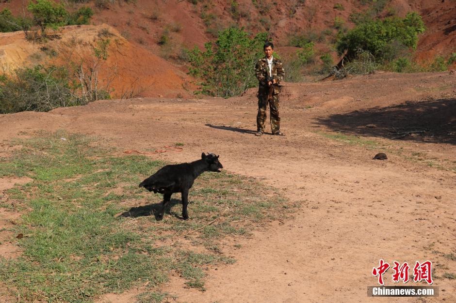 云南两条腿走路“羊坚强”成“村红”