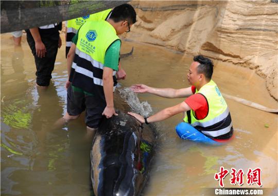 救护专家人员为鲸鱼泼水维持体表温度。　陈思国 摄