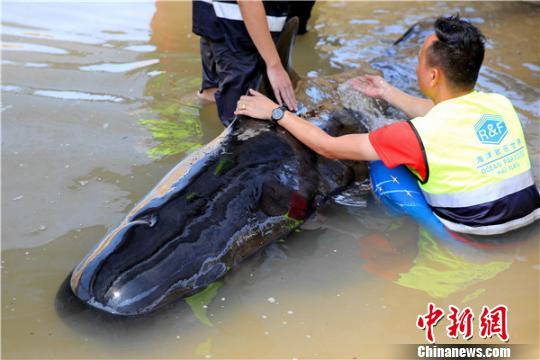救护专家人员为鲸鱼泼水维持体表温度。　陈思国 摄