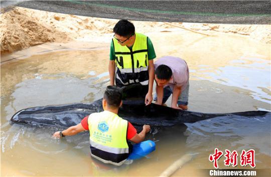 救护专家人员为搁浅领航鲸检查身体。　陈思国 摄