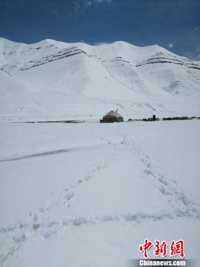 新疆乌恰县一草场遭遇暴雪致400头牛羊伤亡