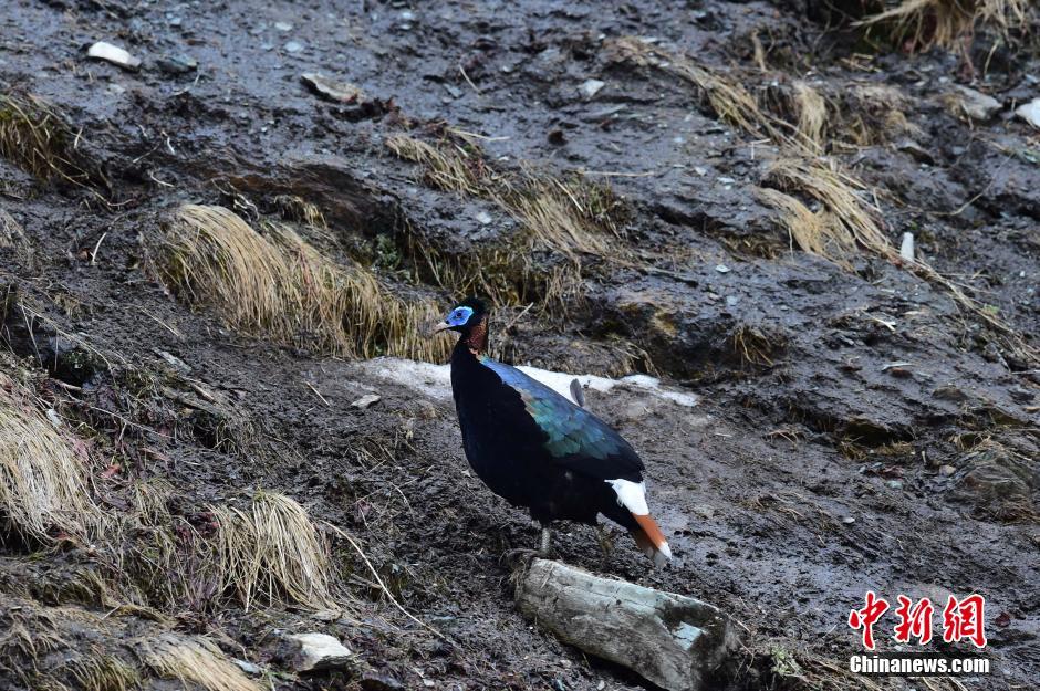 云南怒江境内首次观测到白尾梢虹雉求偶行为