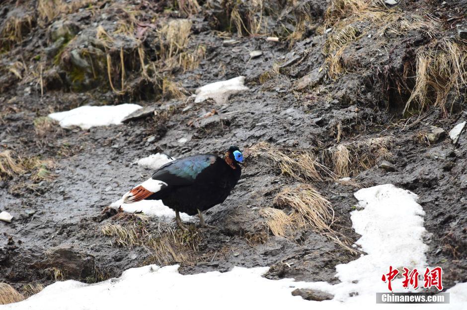 云南怒江境内首次观测到白尾梢虹雉求偶行为