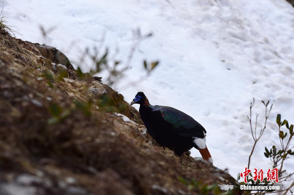 云南怒江境内首次观测到白尾梢虹雉求偶行为