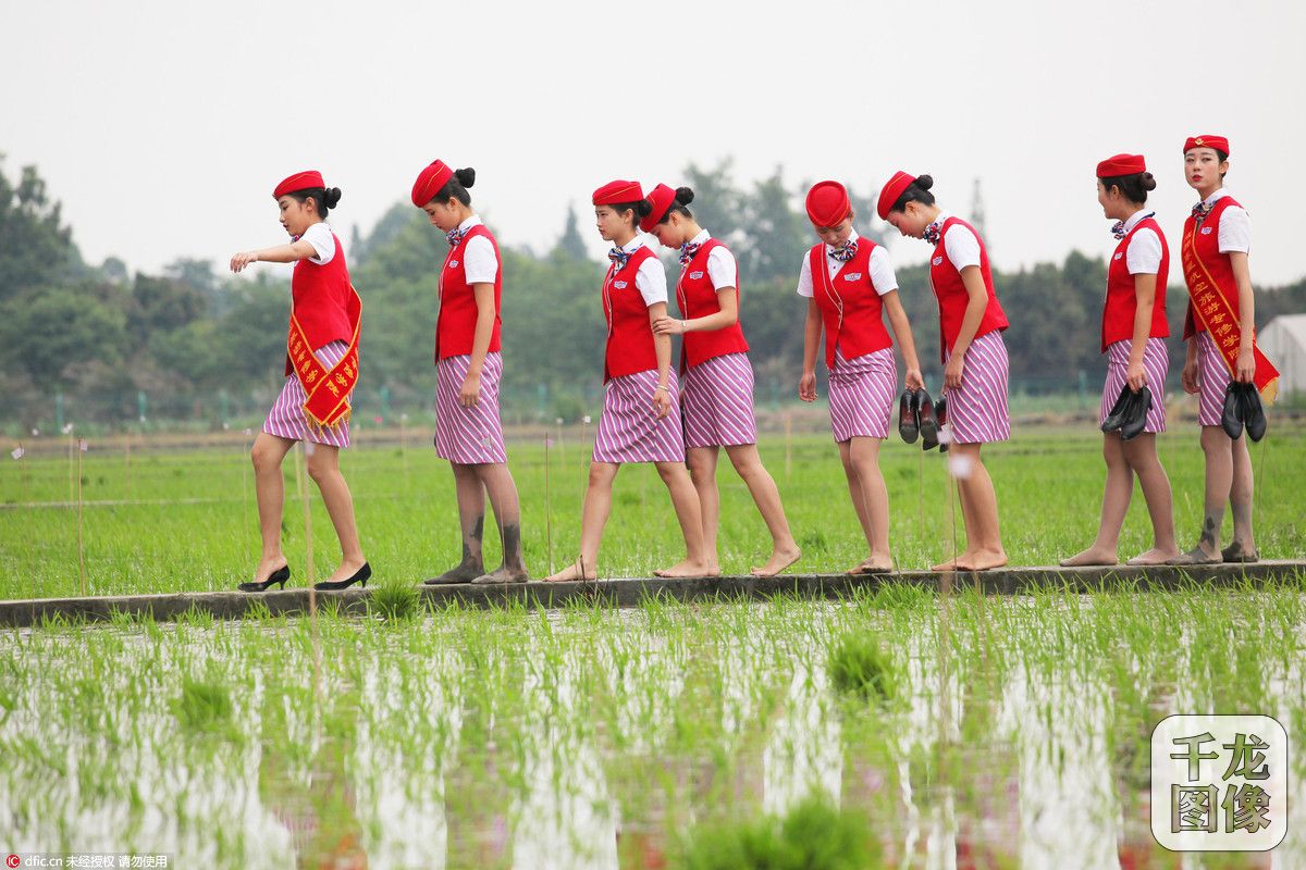 成都一学院空姐下田学插秧-千龙网·中国首都