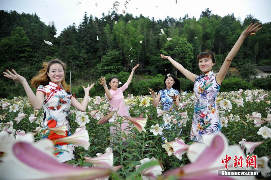 旗袍美女百合花丛中群芳争艳