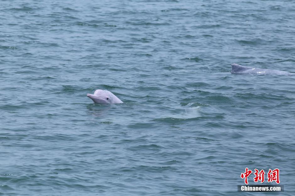中华白海豚嬉戏畅游北部湾