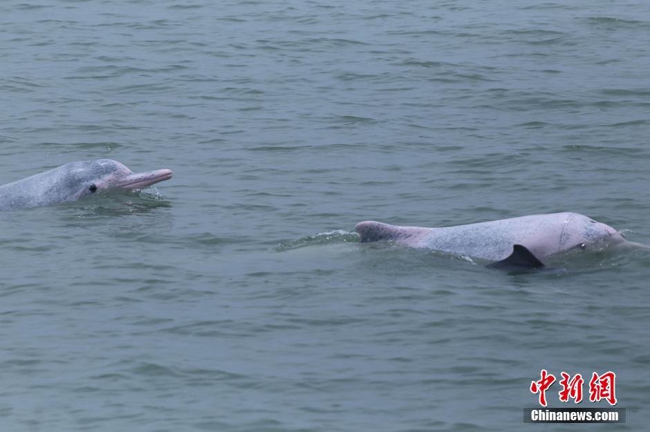 中华白海豚嬉戏畅游北部湾