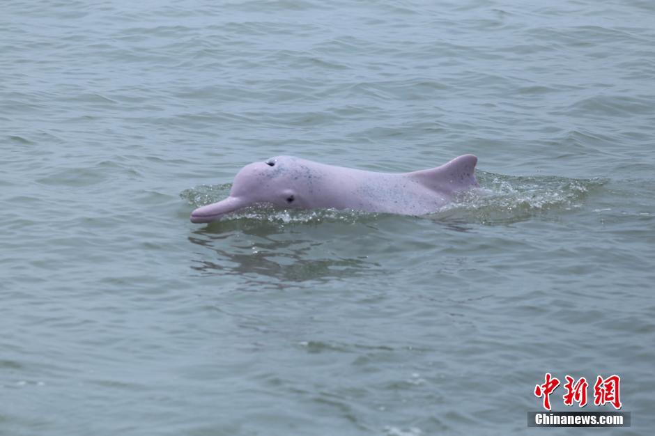 中华白海豚嬉戏畅游北部湾