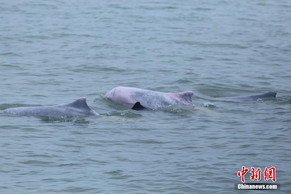 中华白海豚嬉戏畅游北部湾