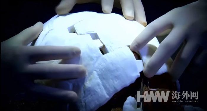大火失去龟壳 3D打印助乌龟重获新生