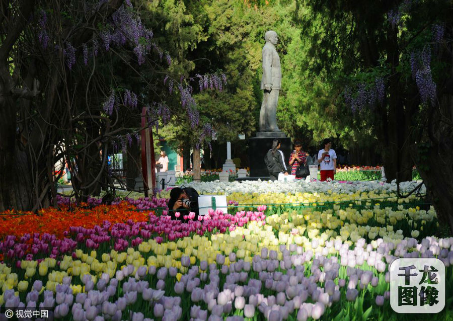 2016年04月21日，随着气温逐步升高，北京迎来了一年一度的鲜花怒放时节，中山公园30多万株郁金香正值盛花期，呈现出一派姹紫嫣红美丽醉人的炫目景象。