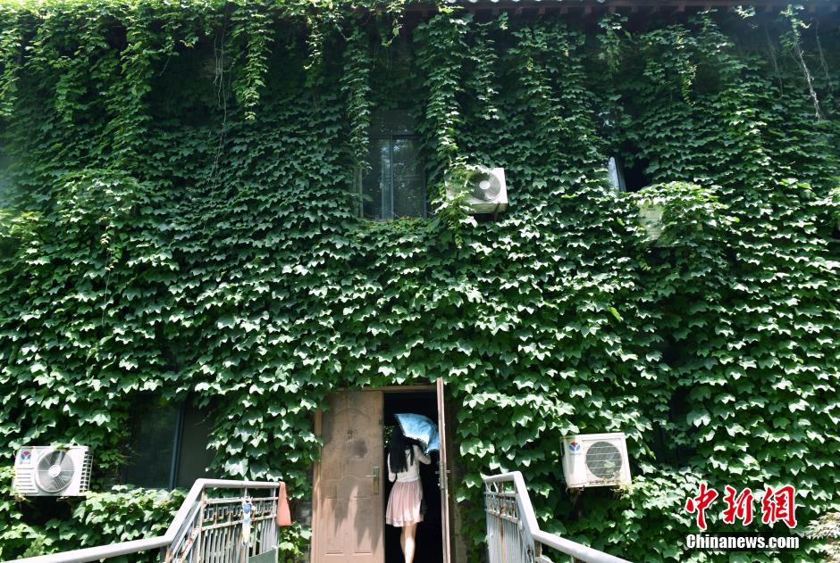 南京大学建筑被爬山虎覆盖 一片生机盎然