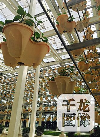 植物工厂里的多层立体垂直种植系统