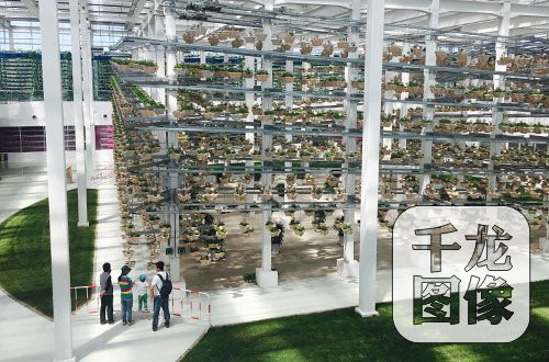 植物工厂里庞大的多层立体垂直种植系统