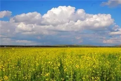 天苍苍野茫茫 咱到北京周边草原去放羊!(4)-千