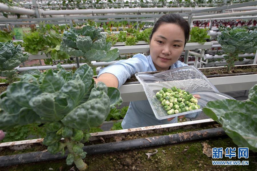 #（科技）（2）指尖上的“卷心菜”