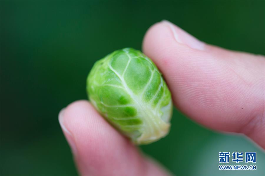 #（科技）（1）指尖上的“卷心菜”