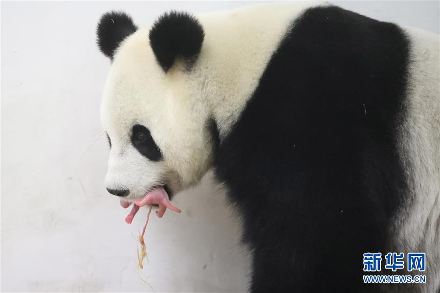 （国际）（2）旅比利时中国大熊猫“好好”产仔