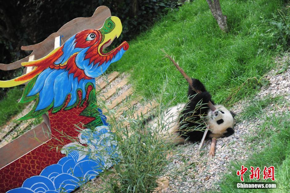 昆明大熊猫迎端午 吃美食玩龙舟