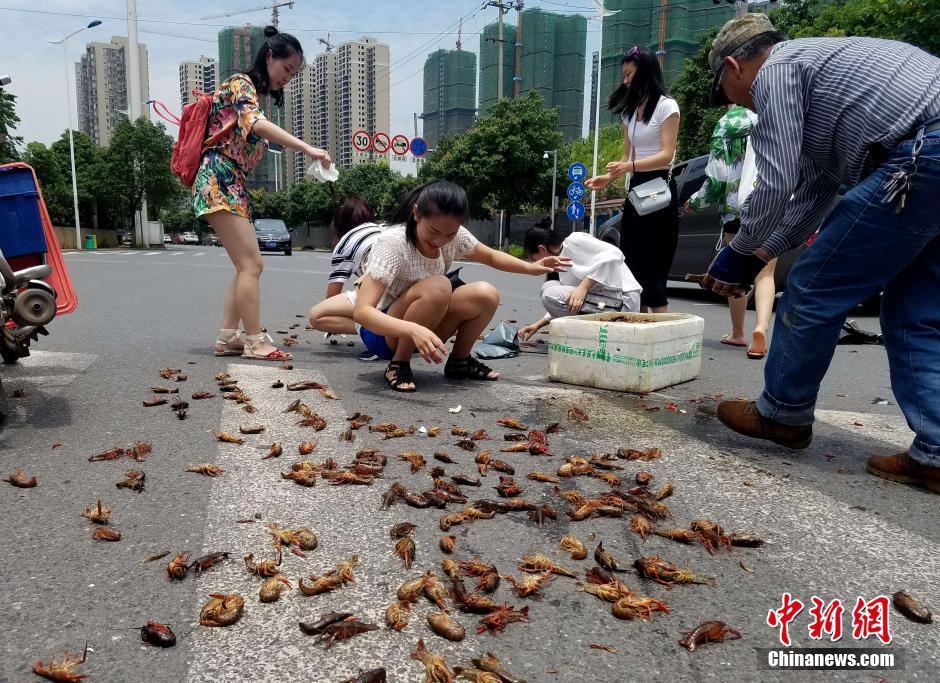 长沙街头龙虾洒满地 众人合力拾虾