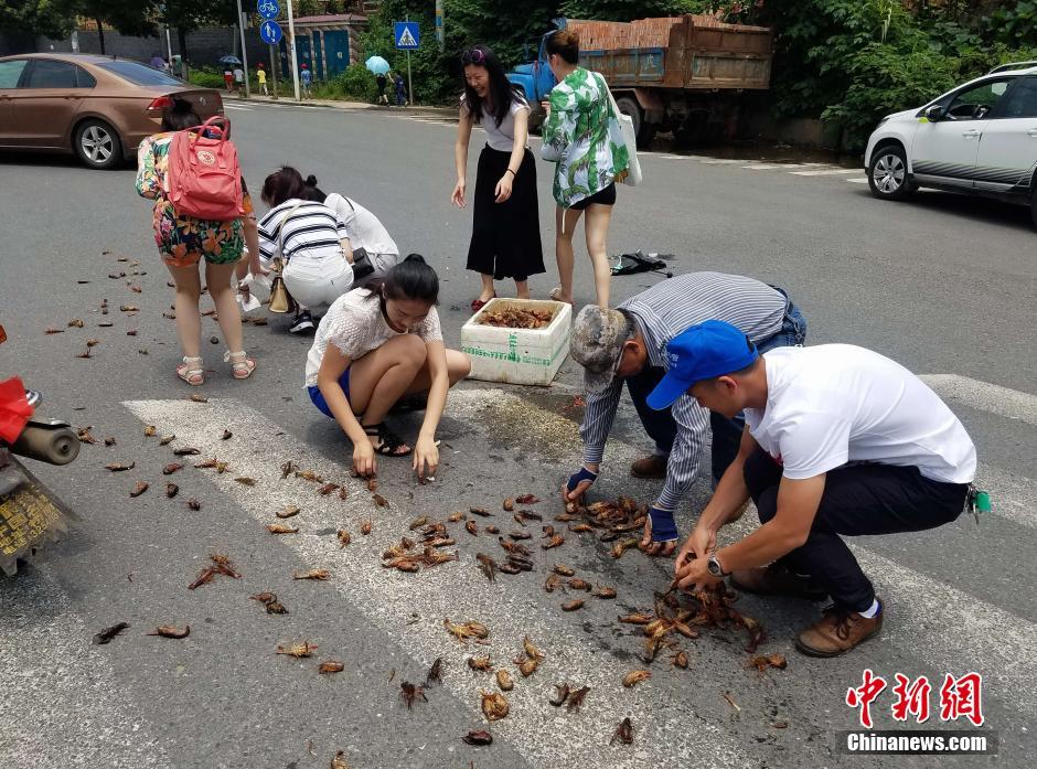 长沙街头龙虾洒满地 众人合力拾虾