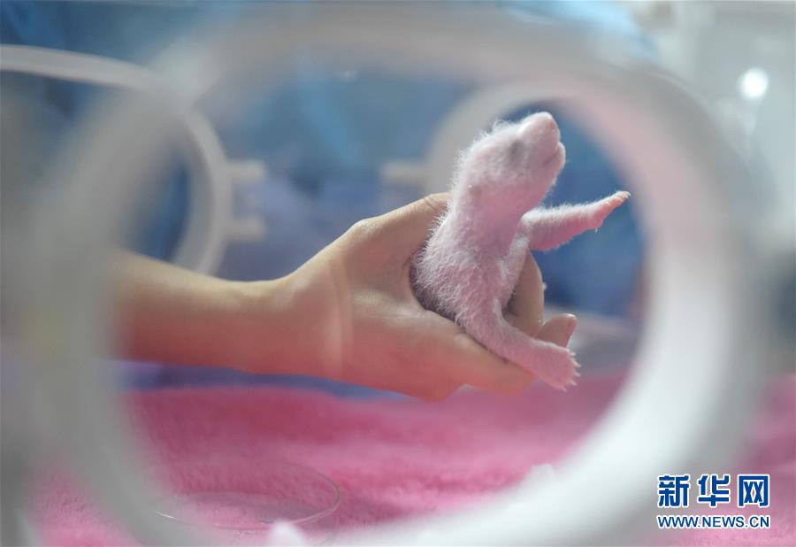 （城乡热点）（1）2016年全球首对圈养大熊猫双胞胎在成都诞生
