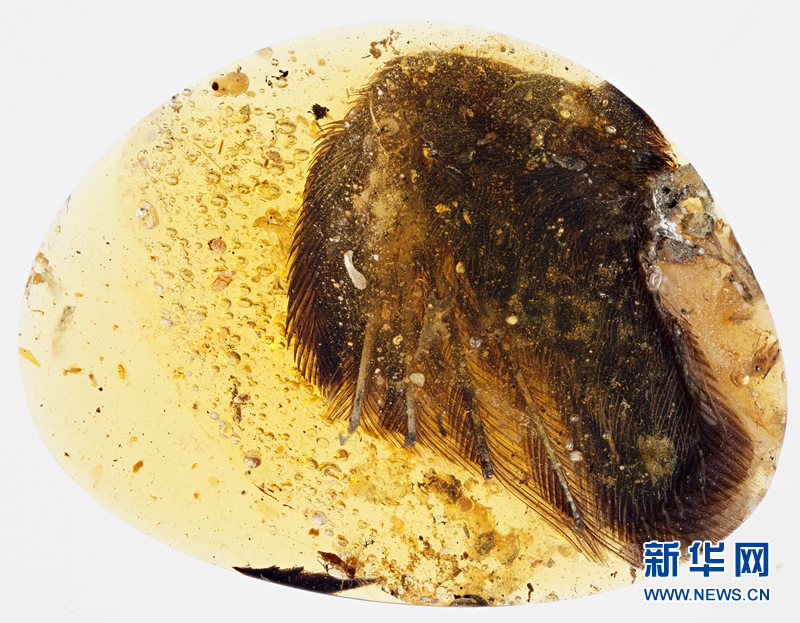 （图文互动）（1）科学家首次发现琥珀中的古鸟类