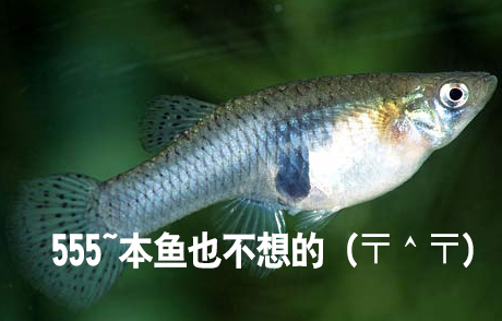 打算为分为四等分